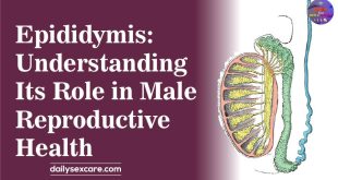 Epididymis Understanding Its Role in Male Reproductive Health
