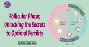 Follicular Phase Unlocking the Secrets to Optimal Fertility
