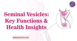Seminal Vesicles Key Functions and Health Insights