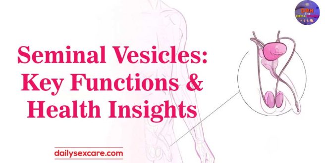 Seminal Vesicles Key Functions and Health Insights