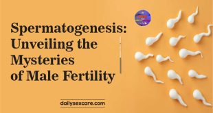 Spermatogenesis Unveiling the Mysteries of Male Fertility