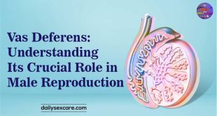 Vas Deferens Understanding Its Crucial Role in Male Reproduction