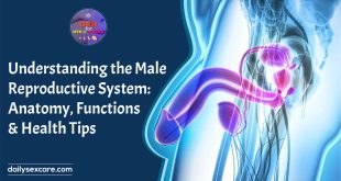 Understanding the Male Reproductive System Anatomy, Functions, and Health Tips