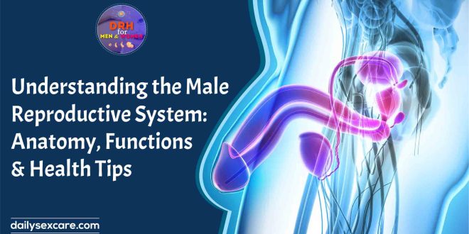 Understanding the Male Reproductive System Anatomy, Functions, and Health Tips