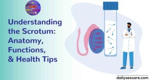 Understanding the Scrotum Anatomy, Functions, and Health Tips