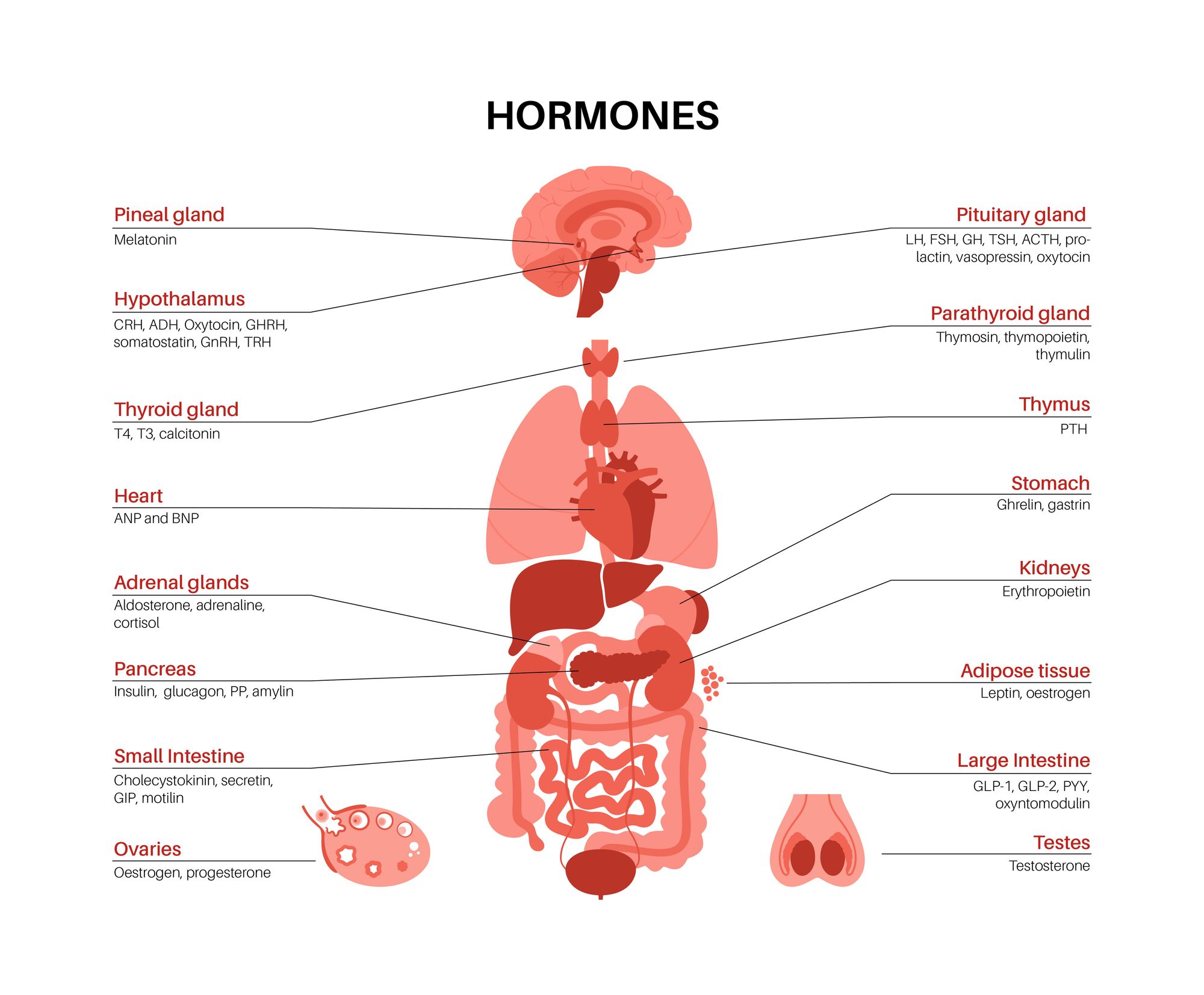 Common Hormonal Disorders