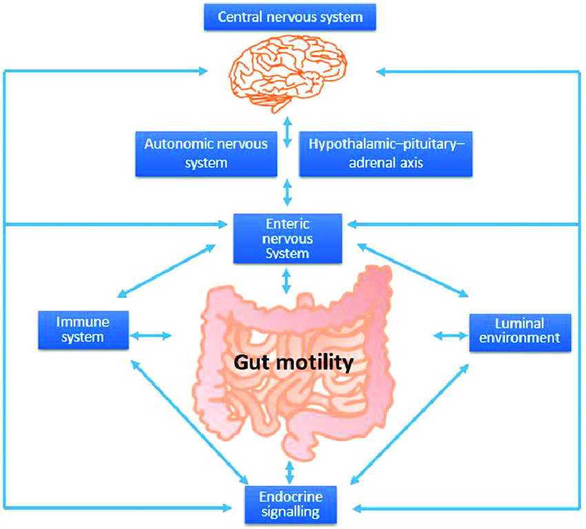 Factors Affecting Motility