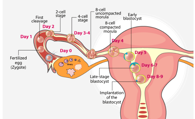 Fallopian Tubes Role In Fertilization