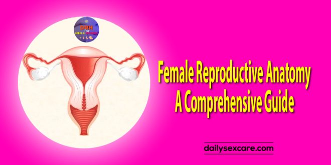 Female Reproductive Anatomy: A Comprehensive Guide