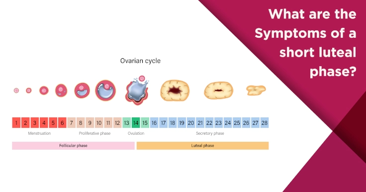 Luteal Phase Common Disorders