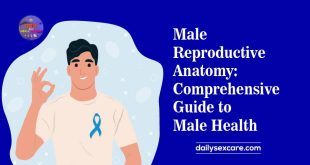 Male Reproductive Anatomy Comprehensive Guide to Male Health