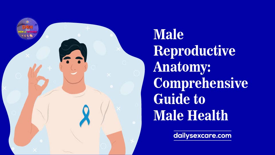 Male Reproductive Anatomy Comprehensive Guide to Male Health