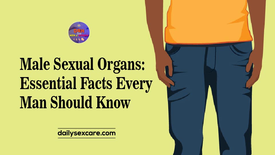 Male Sexual Organs Essential Facts Every Man Should Know