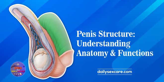 Penis Structure: Understanding Anatomy and Functions