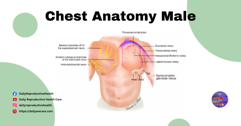 Chest Anatomy Male 