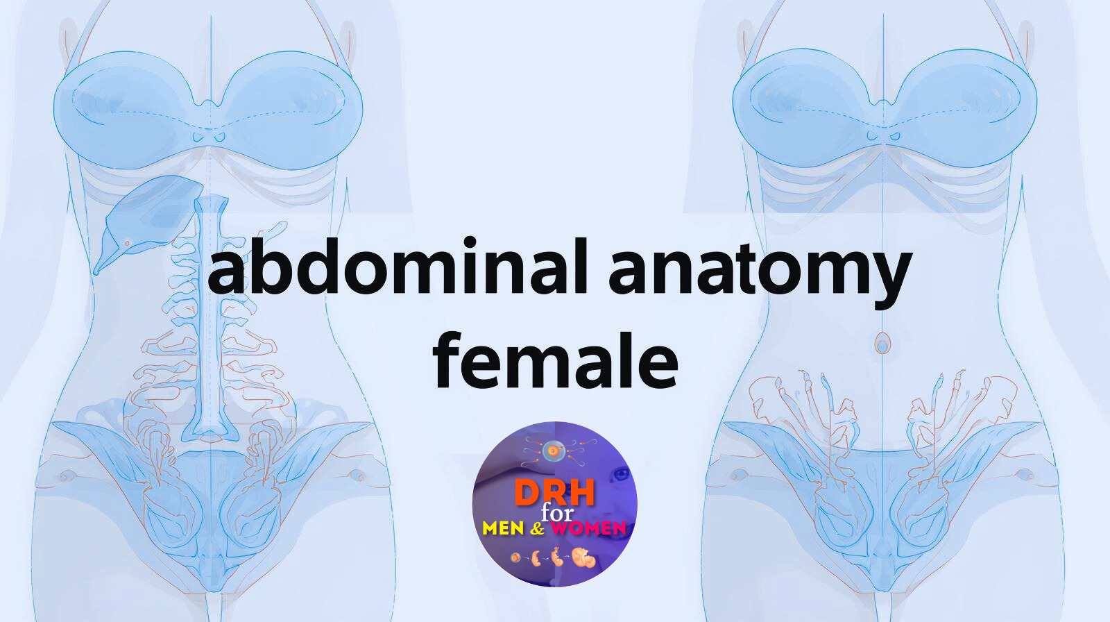 Female Abdominal Anatomy: Complete Guide to Core Structure 