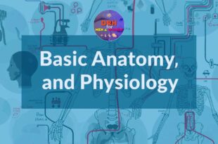 Basic Anatomy & Physiology: A Beginner's Guide
