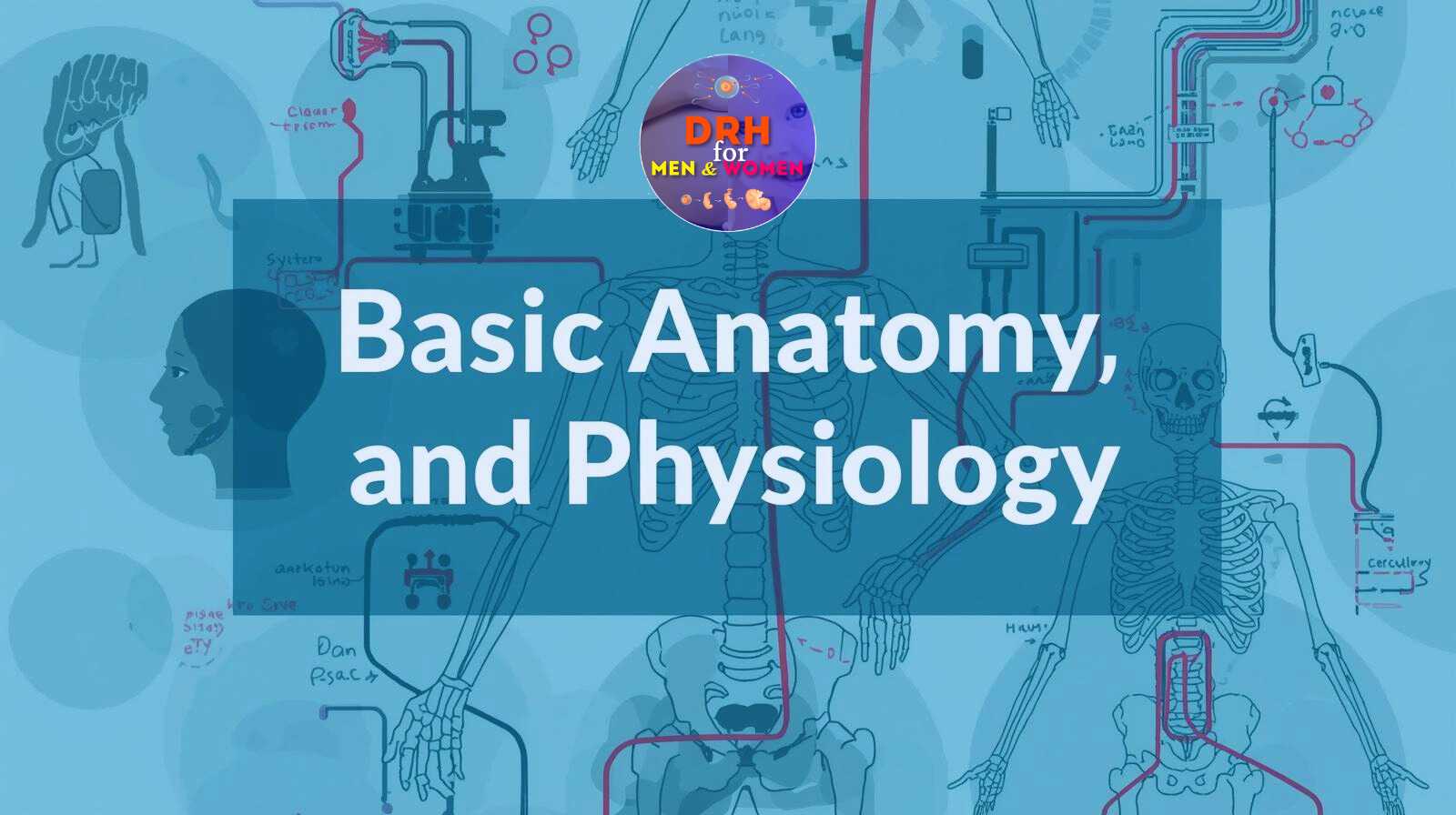 Basic Anatomy & Physiology: A Beginner's Guide