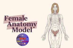 Female Anatomy Model Guide: Types, Benefits & Buying Tips