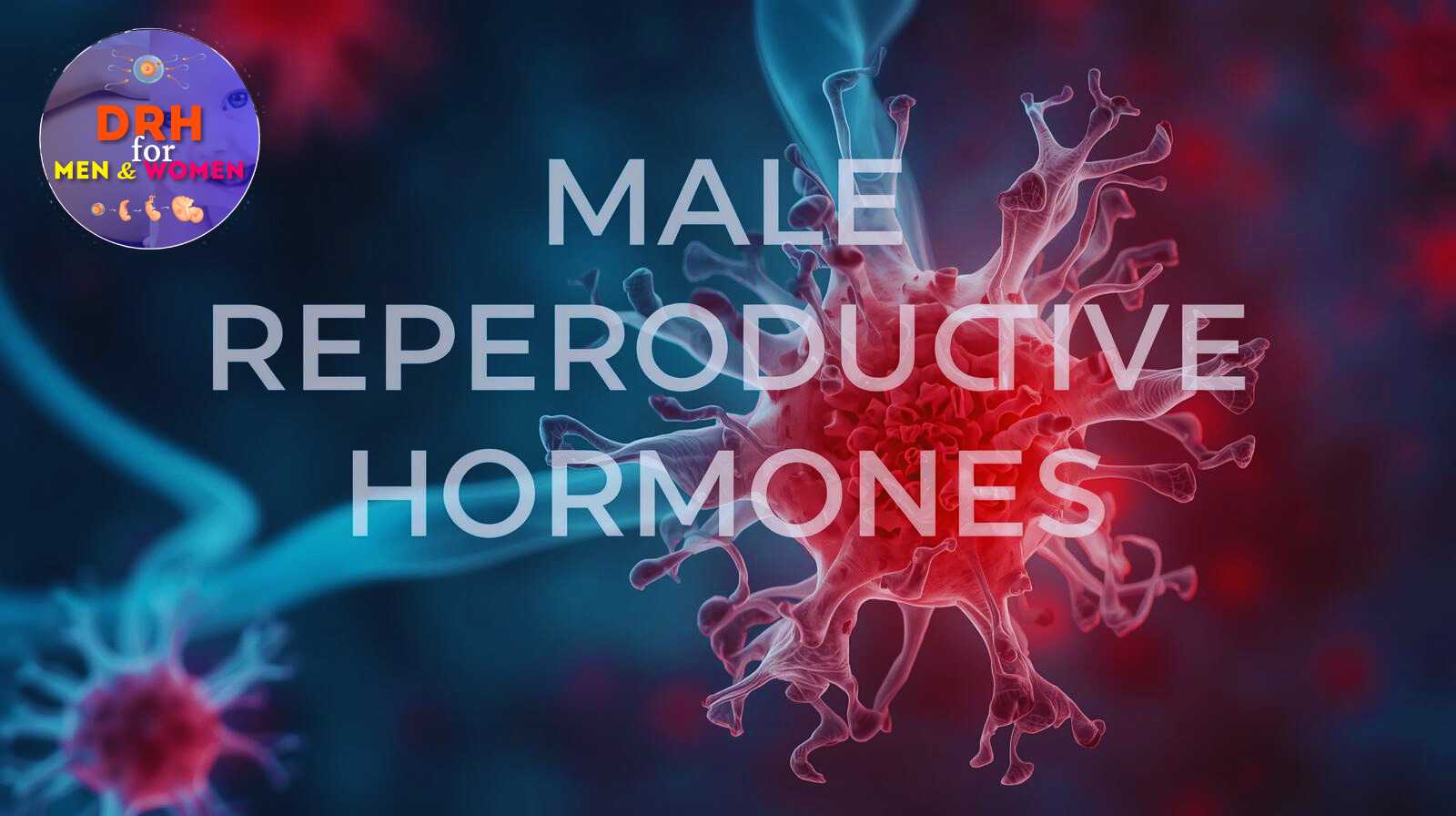 A Guide to Male Reproductive Hormones & Their Functions