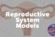 Reproductive System Models: A Guide for Medicine & Education