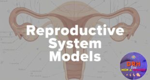 Reproductive System Models: A Guide for Medicine & Education