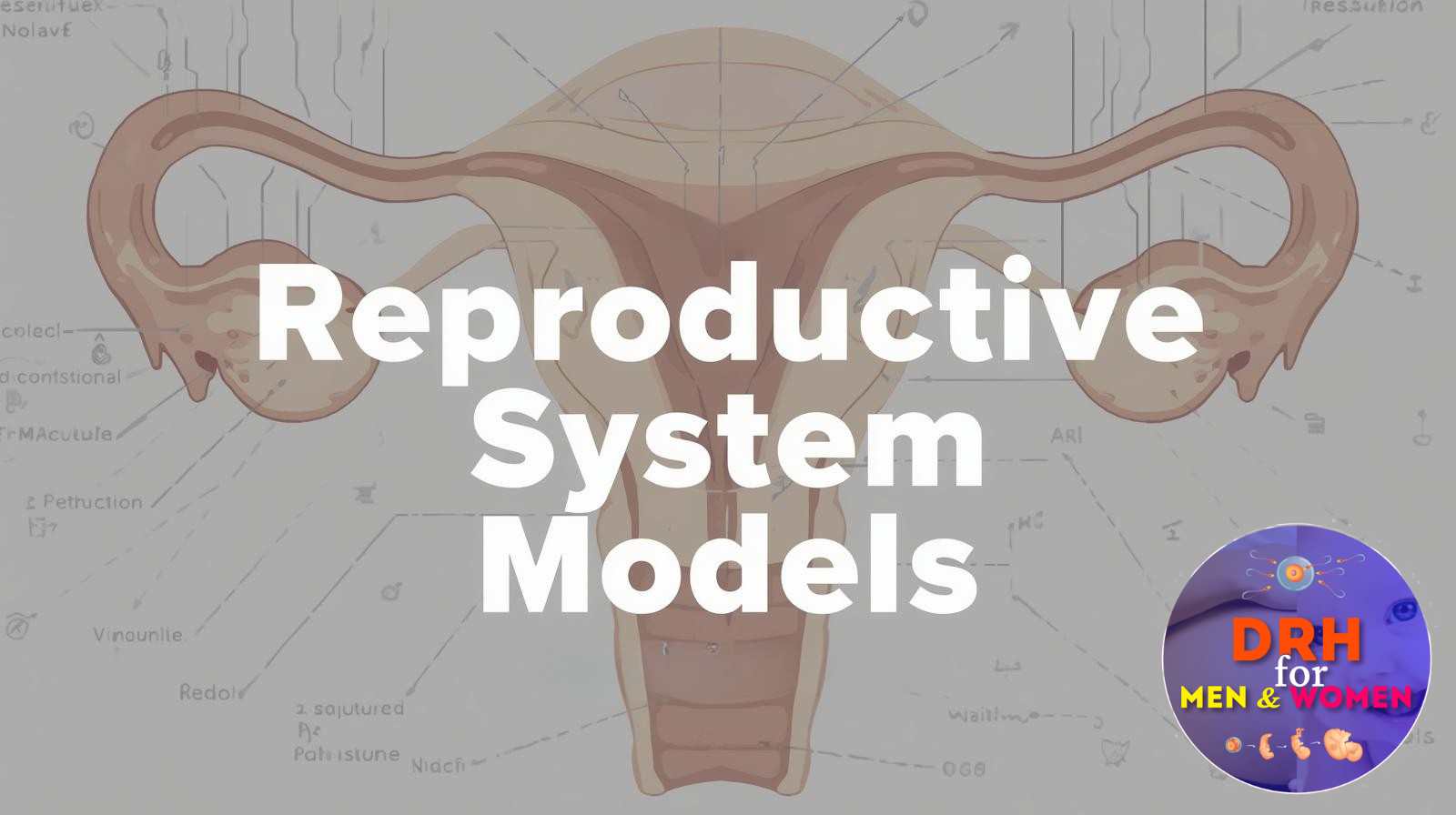 Reproductive System Models: A Guide for Medicine & Education 