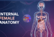 internal female anatomy