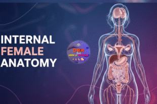 internal female anatomy