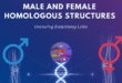 male and female homologous structures