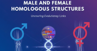 male and female homologous structures