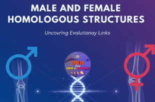 male and female homologous structures