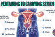 pertaining to carrying semen