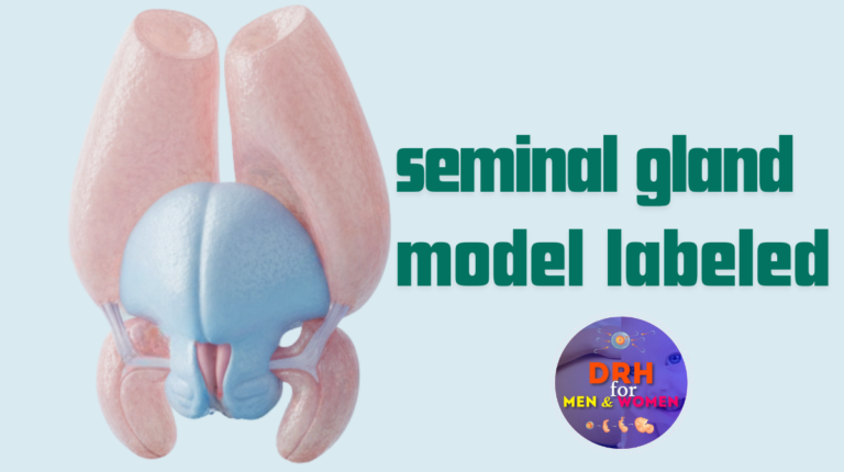 Seminal Graphics seminal gland model labeled - Reproductive Health