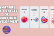 what are the 4 stages of embryonic development