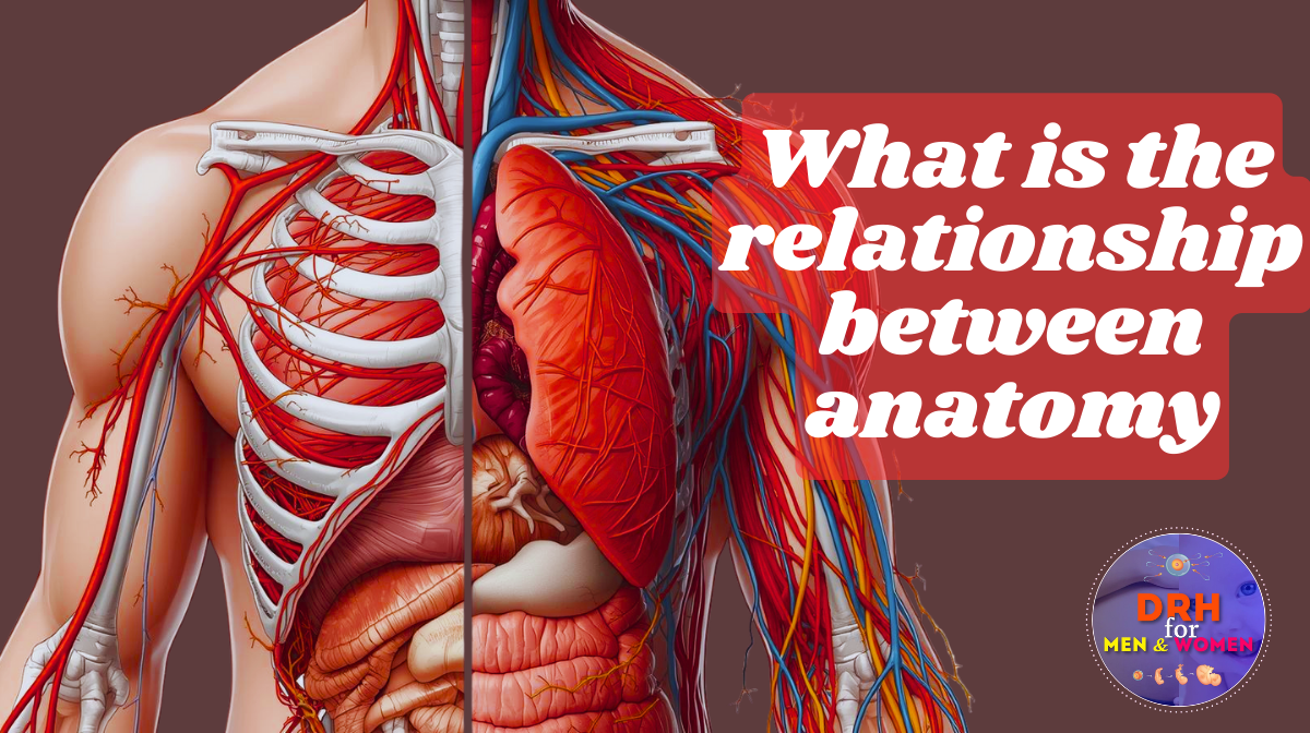 what is the relationship between anatomy