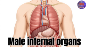 male internal organs