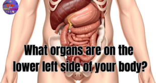 what organs are on the lower left side of your body?