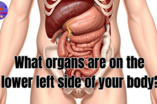 what organs are on the lower left side of your body?